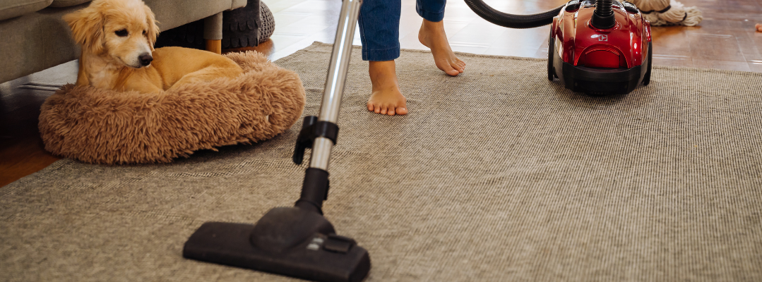 Regular Vacuuming Of The Carpet<br />
